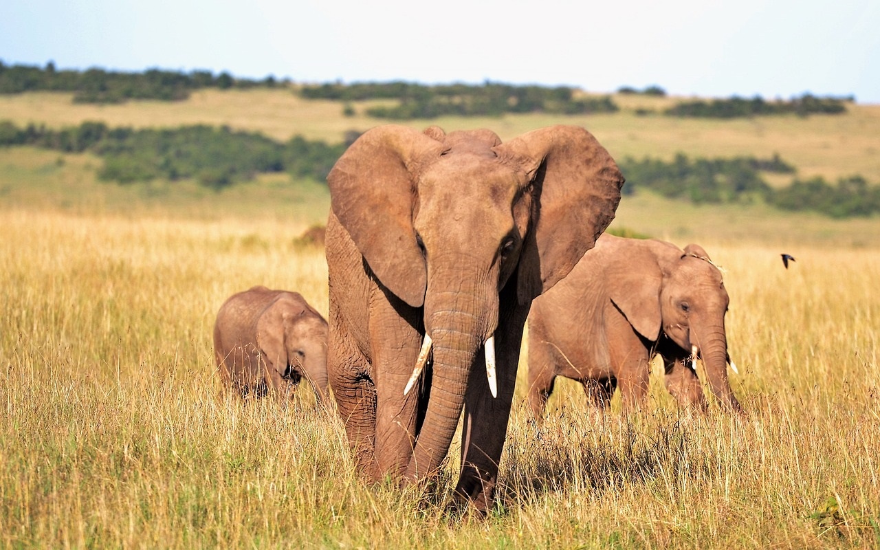 Capodanno in Kenya. Elefanti in gruppo.