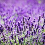 campo di lavanda nel Delta del Po Veneto
