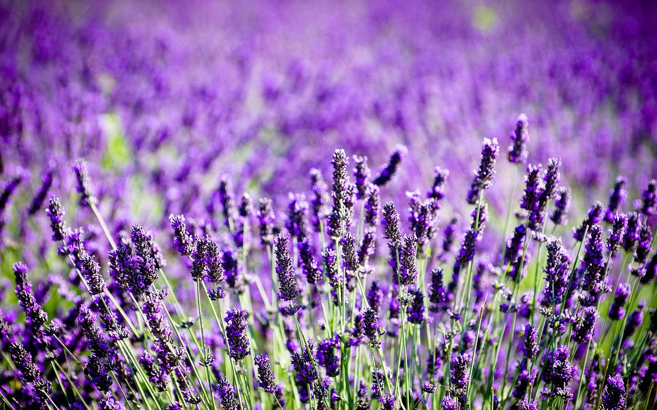 campo di lavanda nel Delta del Po Veneto