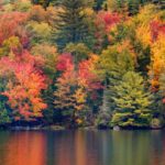 Il Canada riapre! Il foliage, alberi con i colori dell'autunno