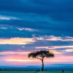 Vacanze 2023: prenotare prima conviene! Baobab nella Savana, con cielo al tramonto.