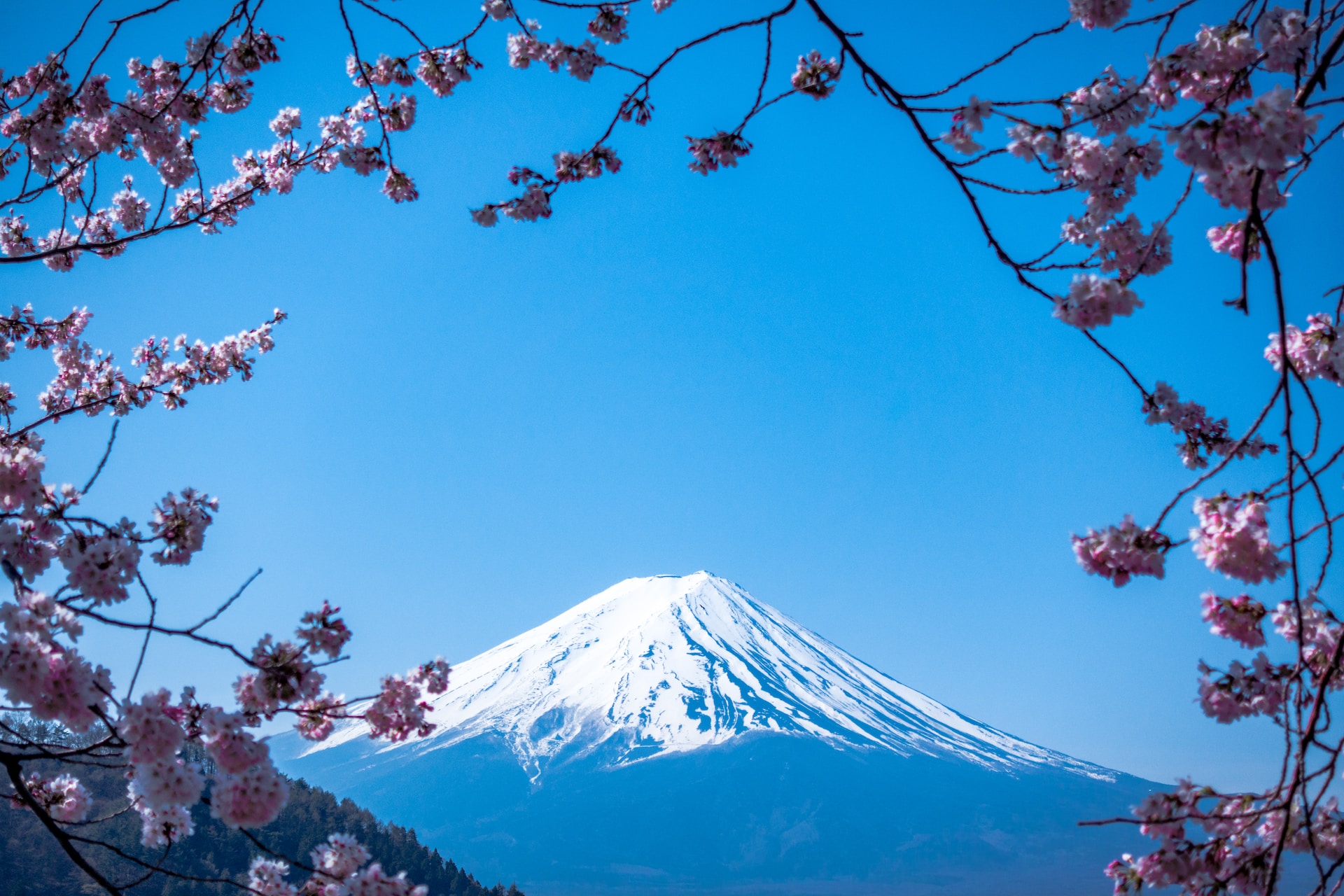 Viaggio in Giappone 2023. Vista sul monte Fuji con rami di ciliegio in fiore.