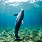 Nuotare coi delfini alle Maldive. Delfino su fondale marino.