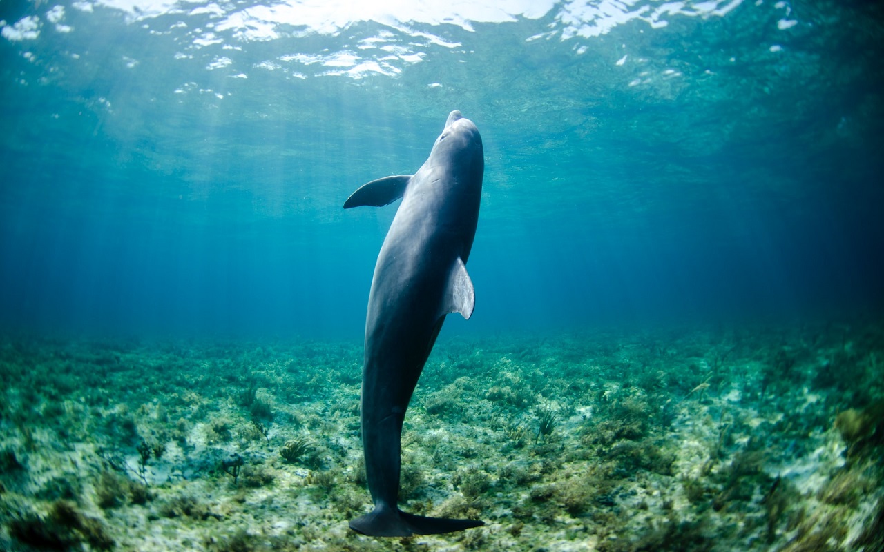 Nuotare coi delfini alle Maldive. Delfino su fondale marino.