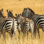 Safari nel Masai Mara 2023. Zebre in gruppo, Kenya.