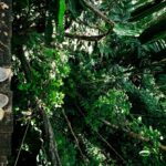 Migliore Zipline in Costa Rica. Piedi che stanno per lanciarsi sopra la foresta.