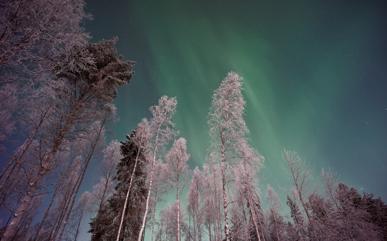 Viaggio a Rovaniemi 2023. Alberi innevati e aurora boreale sullo sfondo.