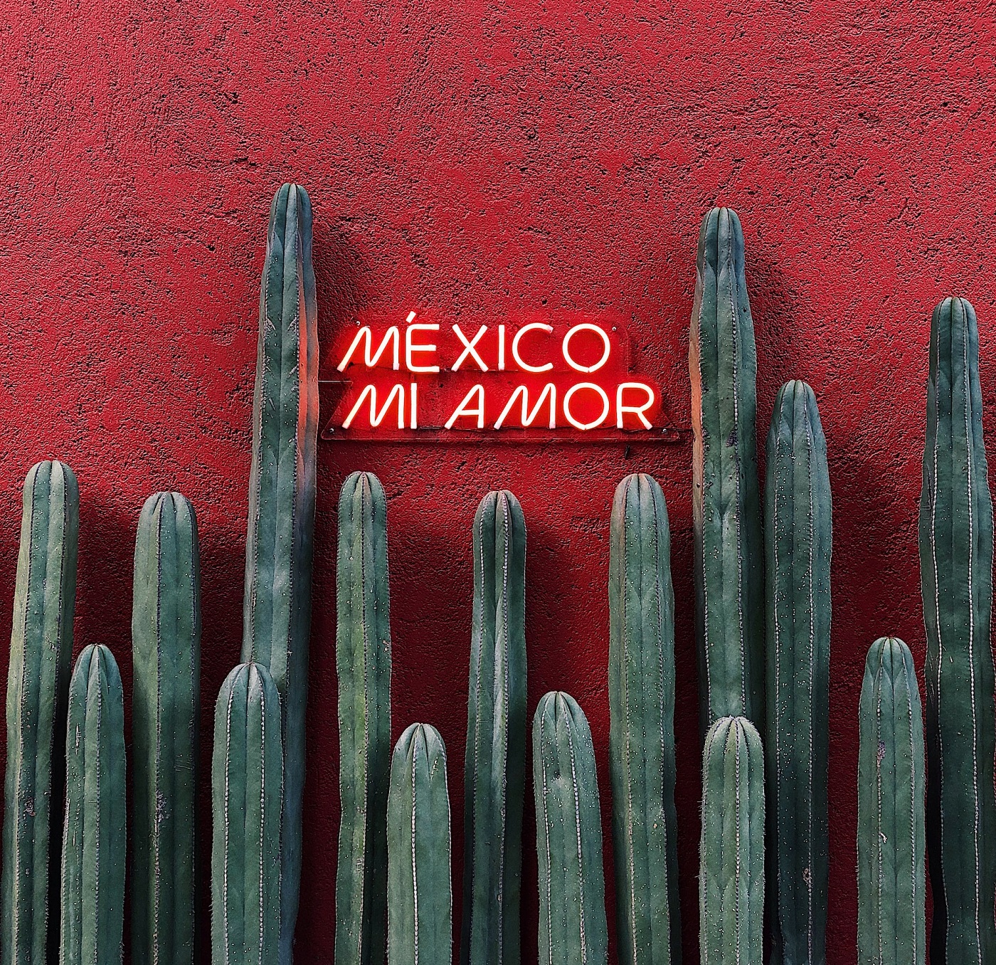 Migliori tacos a Città del Messico. Cactus con sfondo su muro rosso spento e scritta al neon rossa "Mexico mi amor".
