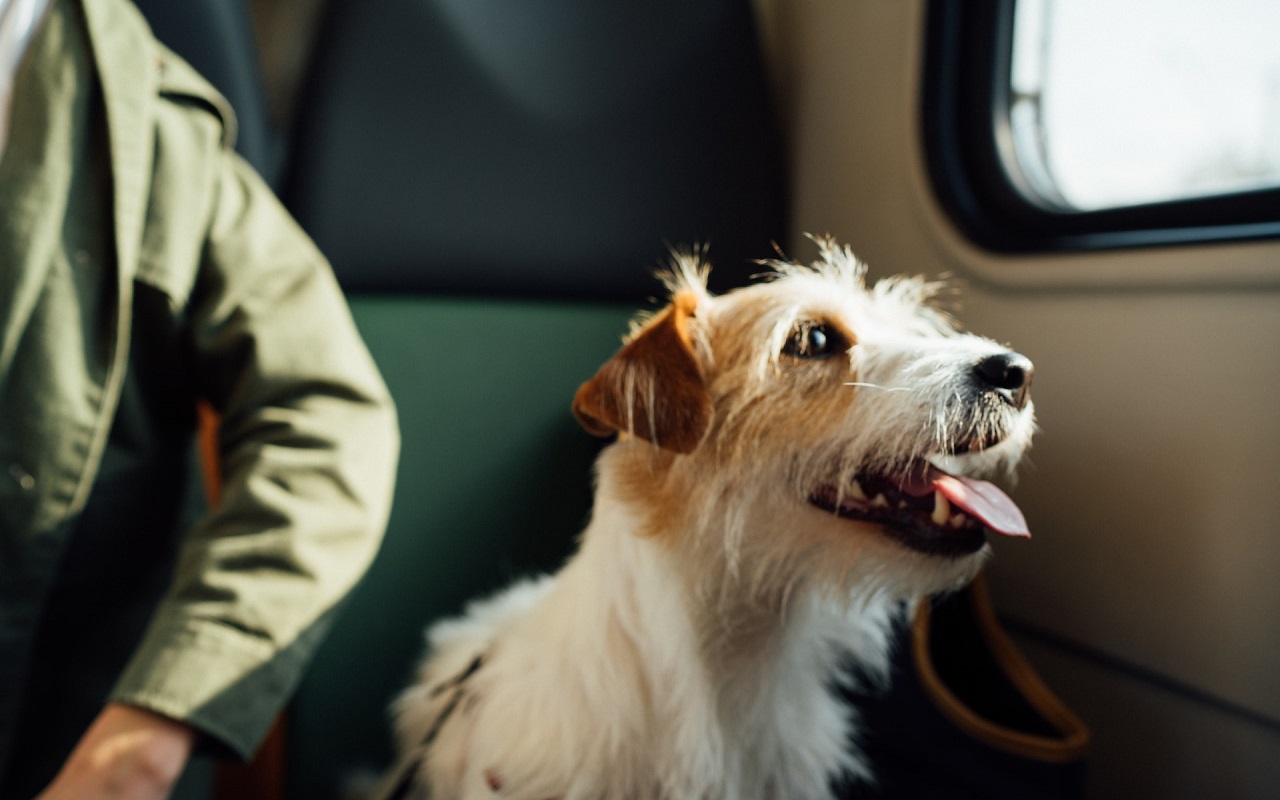 Cane in treno. Cucciolo seduto al lato finestrino.