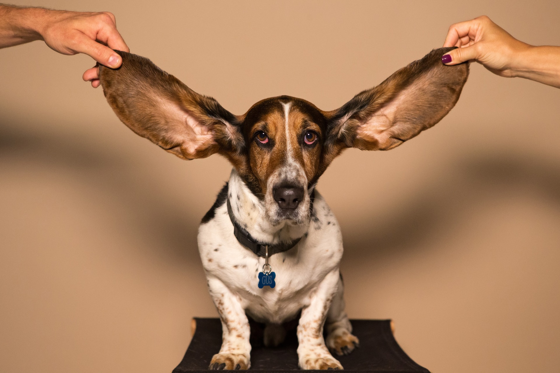 Cane in aereo. Beagle con le orecchie sollevate da due mani.